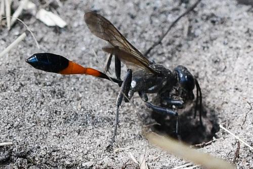 Ammophila sabulosa